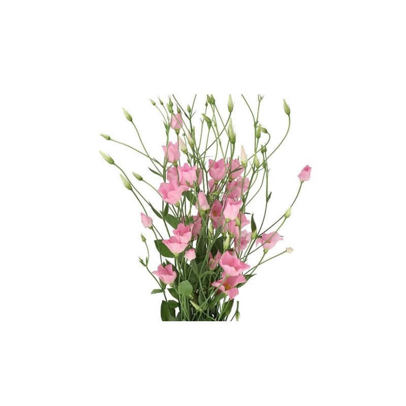 Eustoma Botanic Pink roosa 70-75cm