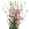 Eustoma Botanic Pink roosa 70-75cm