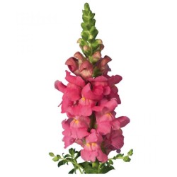 Snapdragon roosa