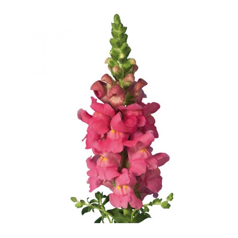 Snapdragon roosa