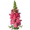 Snapdragon roosa