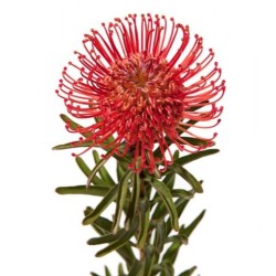 Leucospermum Tango 40+cm punane