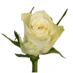 Roos Athena 60cm valge