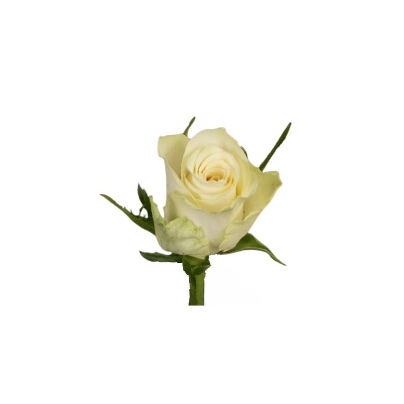 Roos Athena 60cm valge