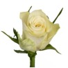 Roos Athena 60cm valge