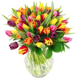 Tulp mix Eesti