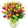 Tulp mix Eesti