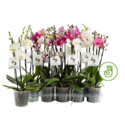 Phalaenopsis Skandinaavia mix 12/45 3 tüve