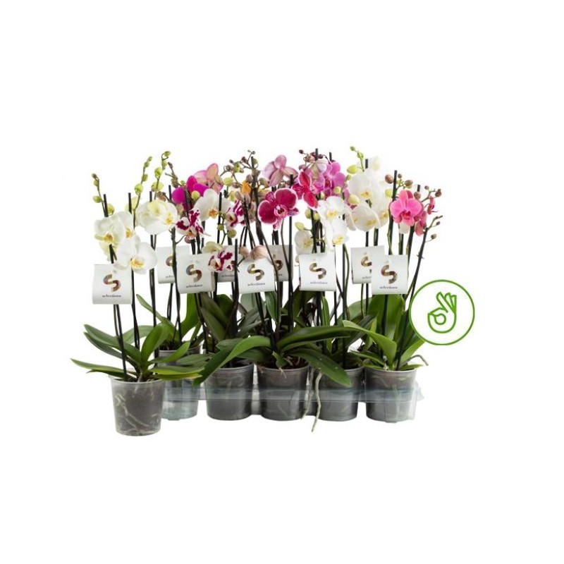 Phalaenopsis Skandinaavia mix 12/45 3 tüve