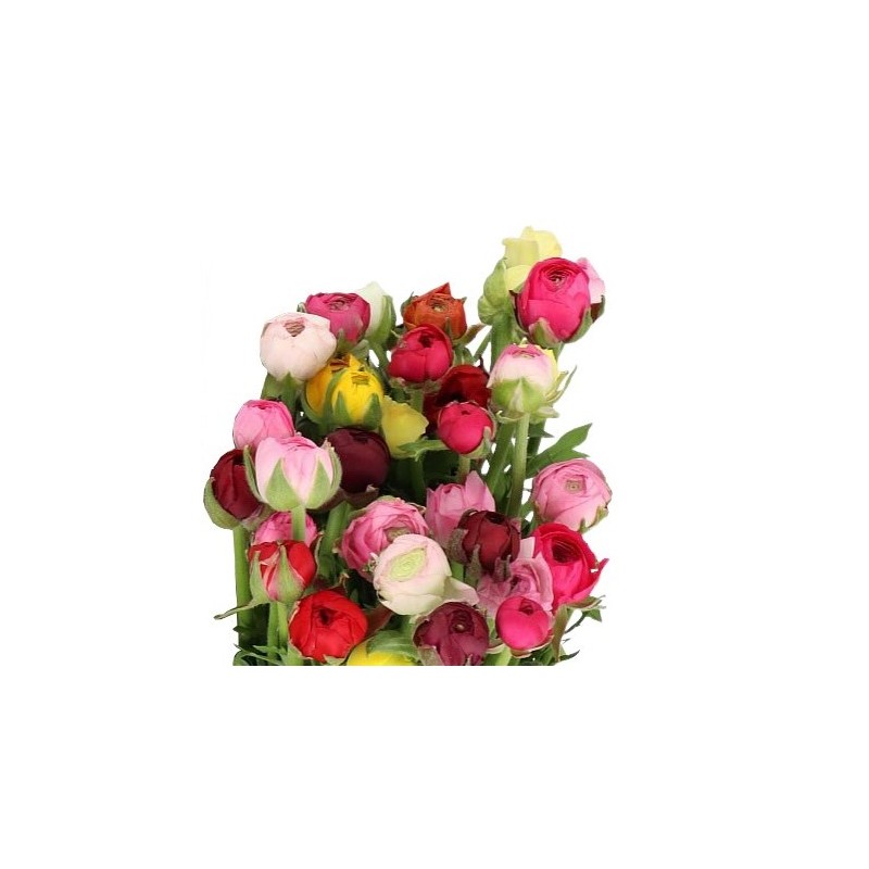 Ranunculus Cloni mix Itaalia