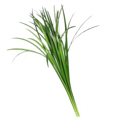 T-Grass 50cm