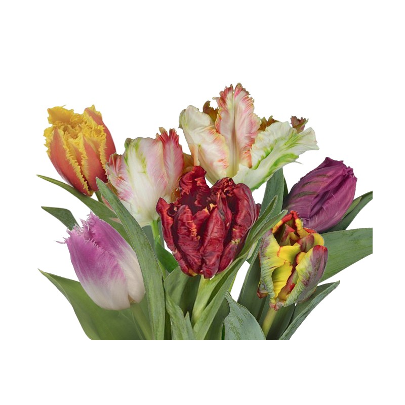 Tulp mix PARROT/SAKK Eesti