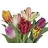 Tulp mix PARROT/SAKK Eesti