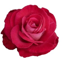 Roos Mamma Mia EC 70cm punane
