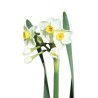 Nartsiss Avalanche (spray) valge