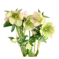 Helleborus Mammoth White 40+cm valge