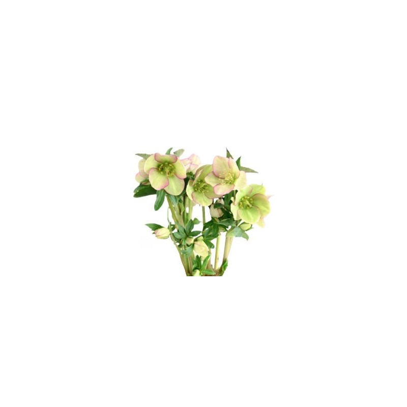 Helleborus Mammoth White 40+cm valge