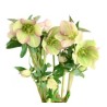 Helleborus Mammoth White 40+cm valge