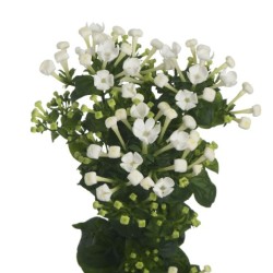 Bouvardia White Sensation valge