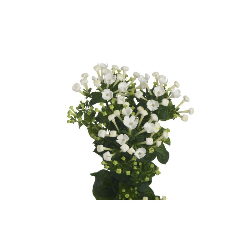 Bouvardia White Sensation valge