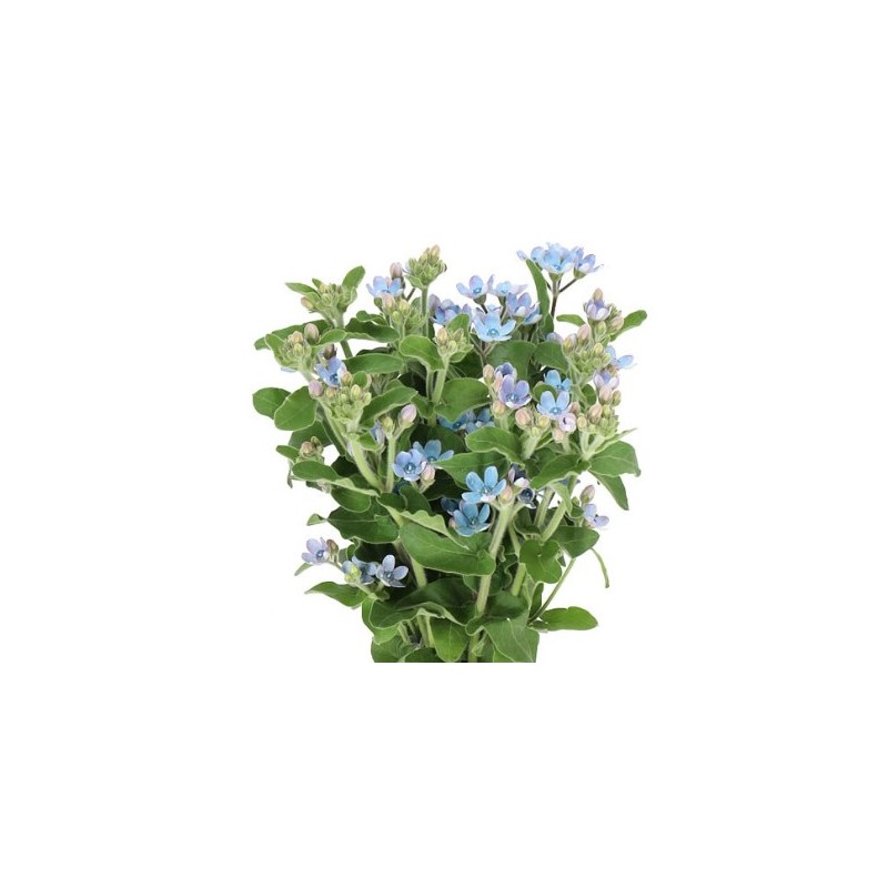 Oxypetalum Coeruleum Blue