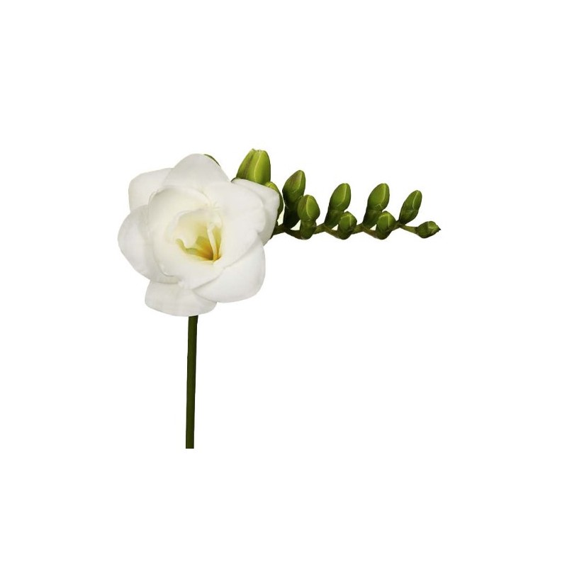 Freesia Versailles valge 50cm