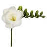 Freesia Versailles valge 50cm