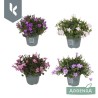 Campanula mix 10,5/ 22,5