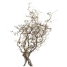 Corylus 80cm pruun