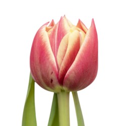 Tulp Columbus roosa/kollane