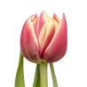 Tulp Columbus roosa/kollane