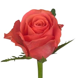 Roos Pink Tacazzi 50cm tumeroosa