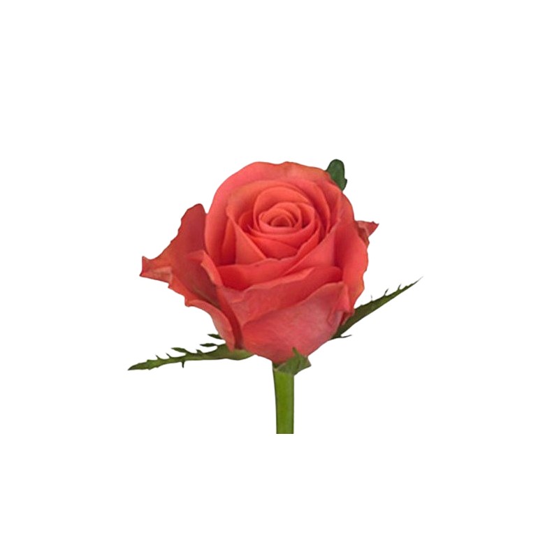 Roos Pink Tacazzi 50cm tumeroosa