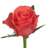 Roos Pink Tacazzi 50cm tumeroosa
