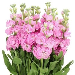 Matthiola roosa (levkoi)