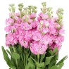 Matthiola roosa (levkoi)