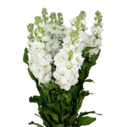 Matthiola valge (levkoi)