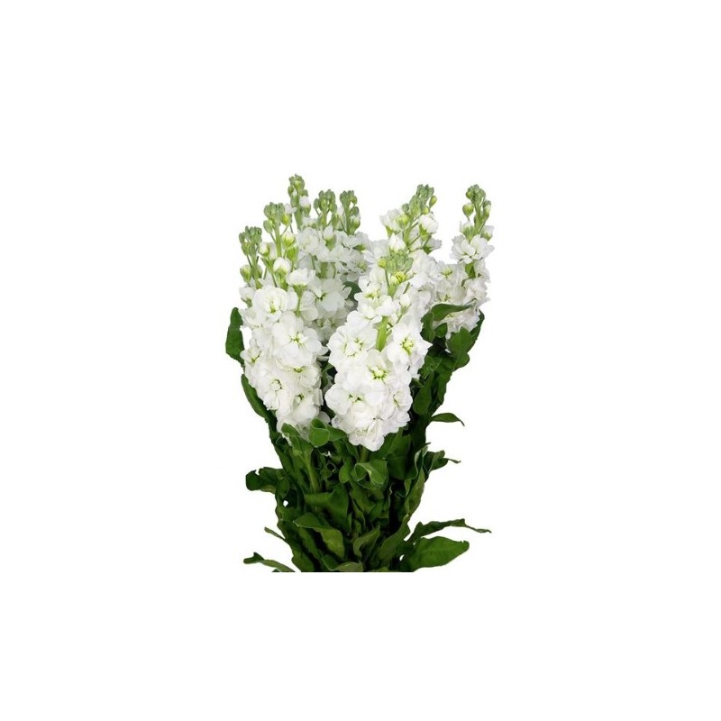 Matthiola valge (levkoi)