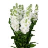 Matthiola valge (levkoi)