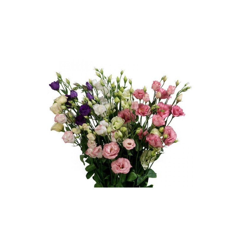 Eustoma mix 60cm