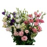 Eustoma mix 60cm
