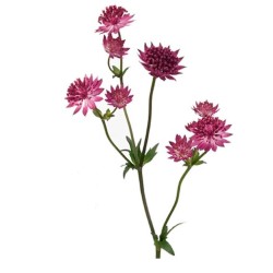 Astrantia Star of Love punane