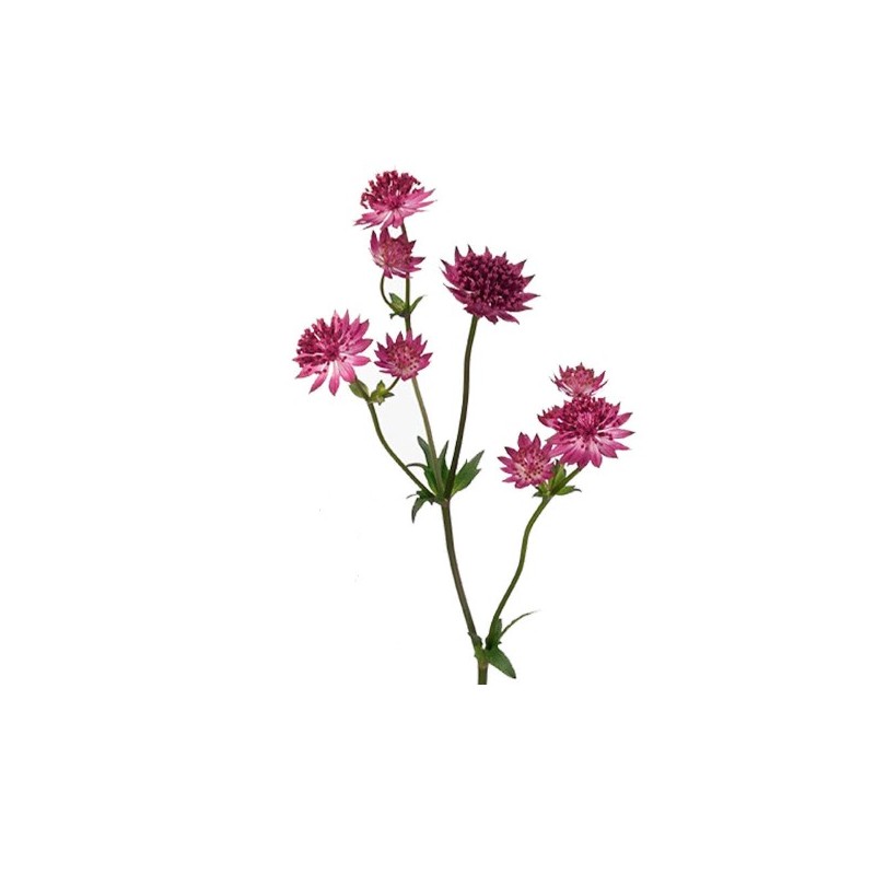 Astrantia Star of Love punane