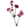 Astrantia Star of Love punane