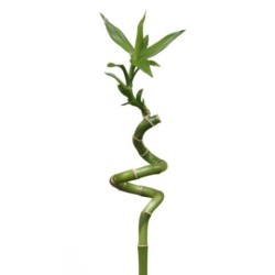 Lucky Bamboo 70cm spiraal