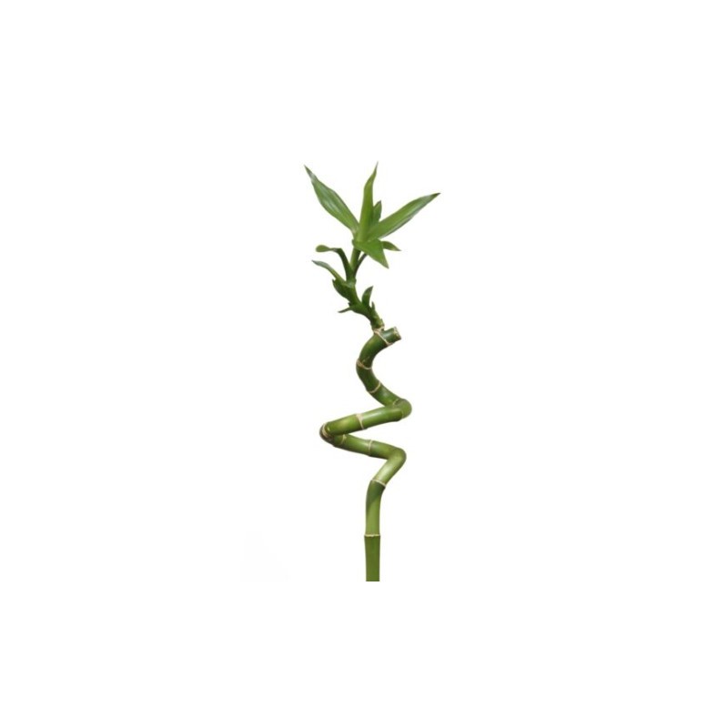 Lucky Bamboo 70cm spiraal