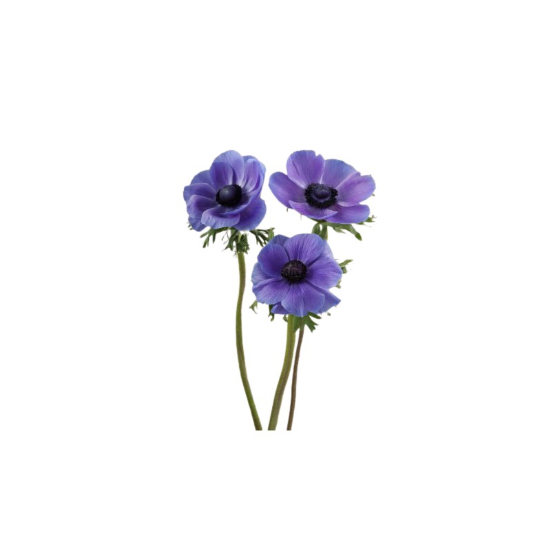 Anemone Mistral Blue sinine