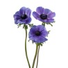 Anemone Mistral Blue sinine