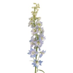 Delphinium Guardian Lavender 60cm helelilla