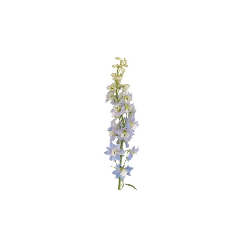 Delphinium Guardian Lavender 60cm helelilla